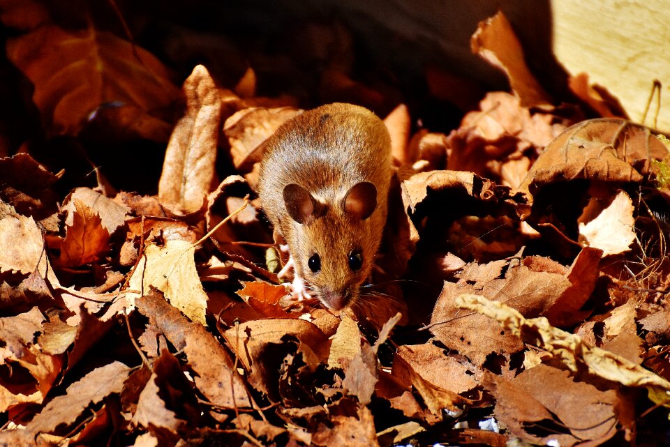 Small brown mouse