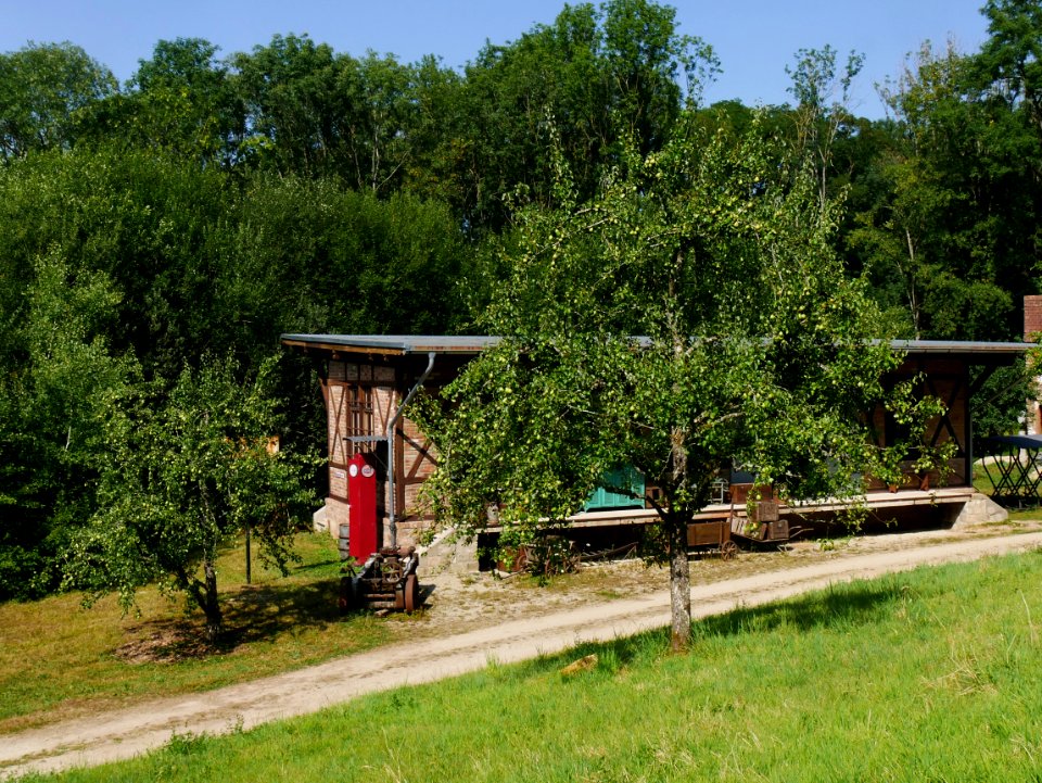 Gräfin von Paris Freilichtmuseum Roscheider Hof Blüten Ganzer Baum H8