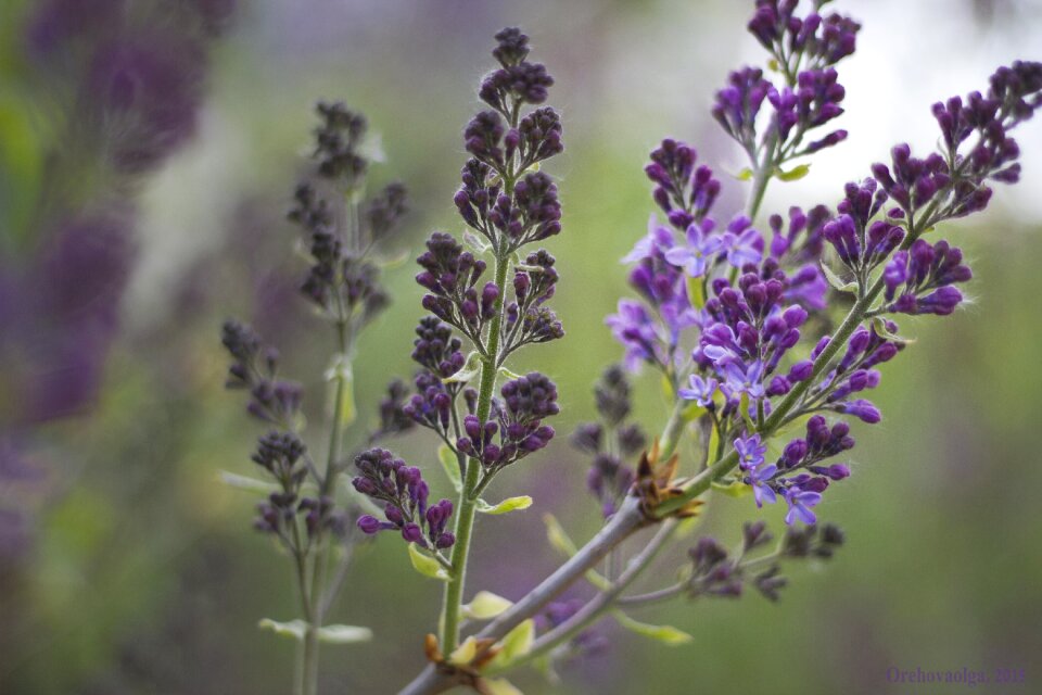 Lilac bush lilac flowers