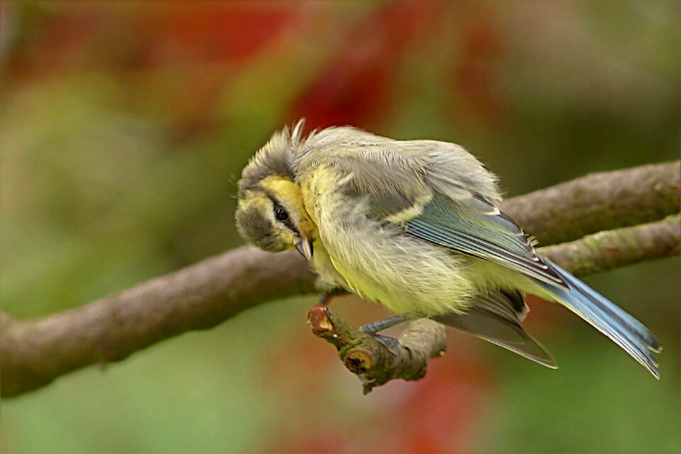 Cyanistes caeruleus young garden