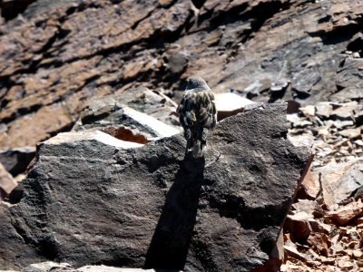Gr-20-asco-tighiettu-07