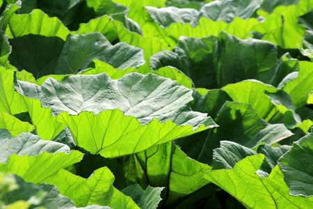 Large large leaves leaf photo