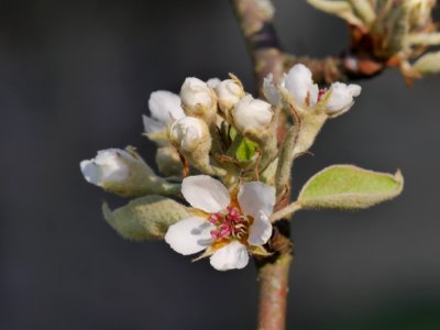 Gräfin von Paris Freilichtmuseum Roscheider Hof Blüten H2