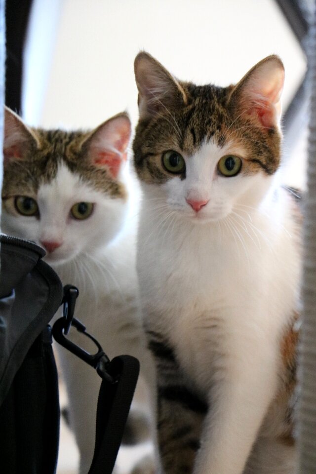 Domestic cat pet mieze
