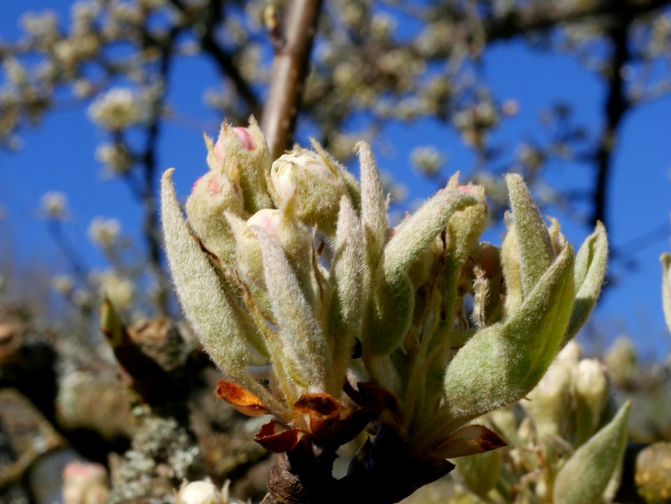 Gräfin von Paris Freilichtmuseum Roscheider Hof Knospen H7