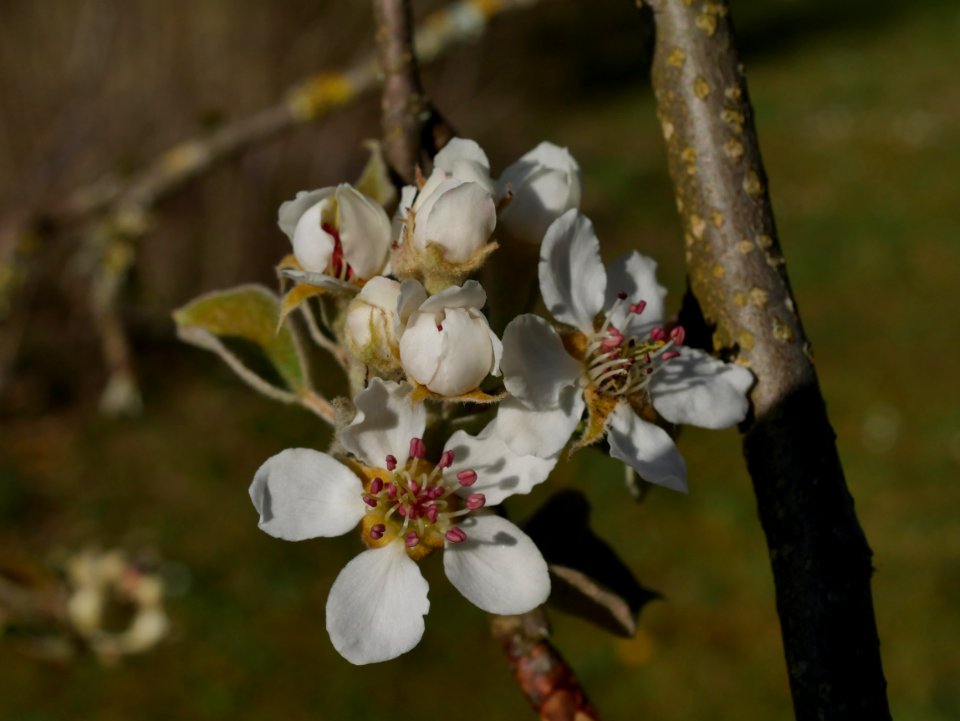 Gräfin von Paris Freilichtmuseum Roscheider Hof Blüten H5