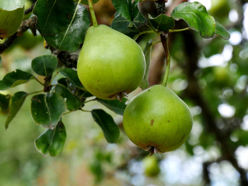 Grüne Pichelbirne Freilichtmuseum Roscheider Hof Frucht H16