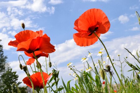 Poppy flower field of poppies nature