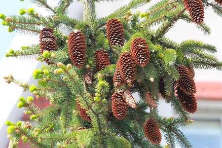 Spruce pine cone brown