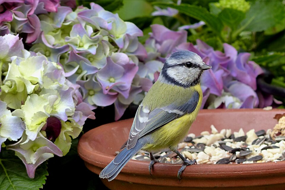 Cyanistes caeruleus young garden