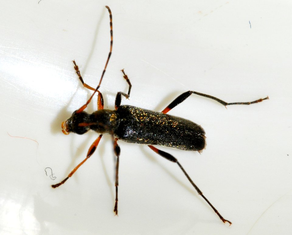 Grammoptera-ruficornis-01-fws