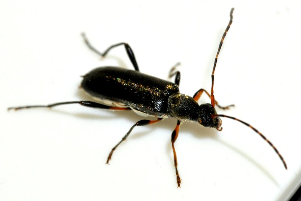 Grammoptera-ruficornis-13-fws