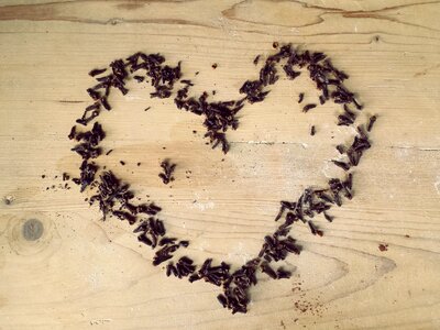Valentine's day cloves spices