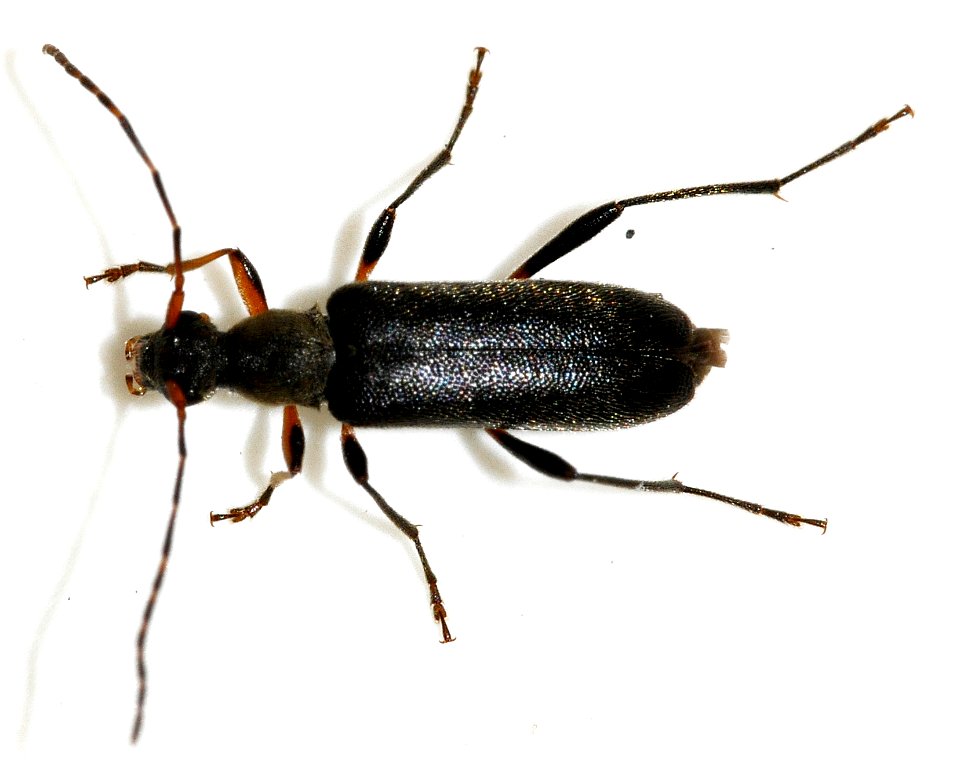Grammoptera-ruficornis-06-fws