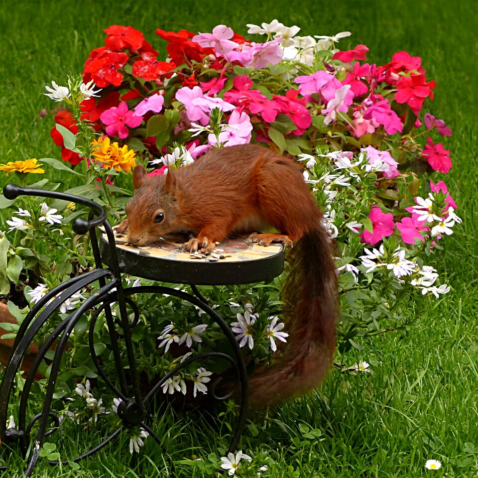 Sciurus vulgaris major garden foraging