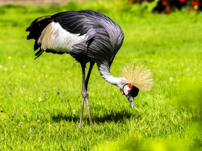 Water bird nature animal photo