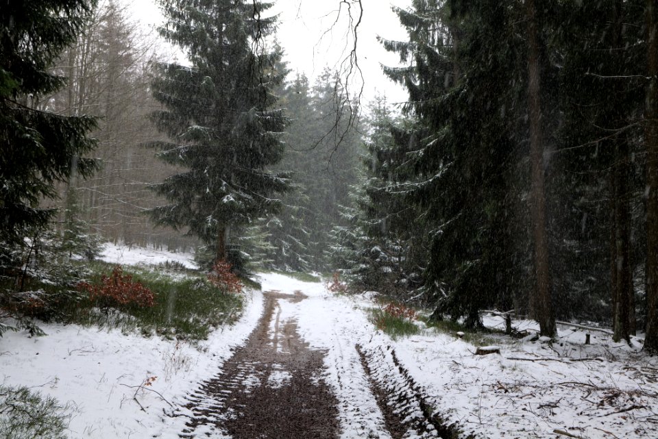 Graupel in Taunus forest Oberstedten 2021-04-06 06