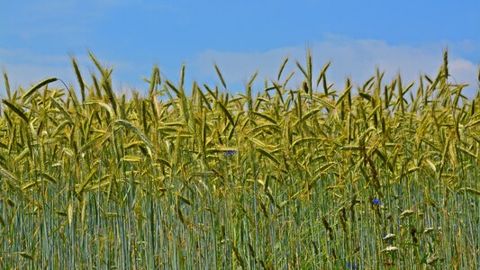 Plant nature field crops