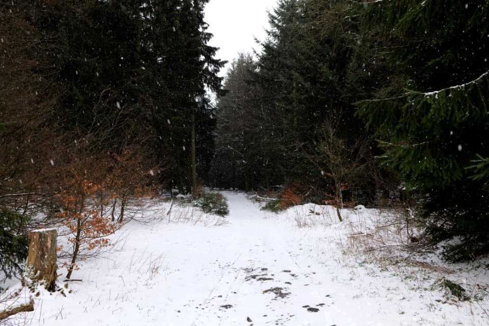 Graupel in Taunus forest Oberstedten 2021-04-06 02
