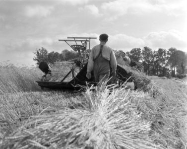 Graan oogsten in de Haarlemmermeer, Bestanddeelnr 907-9845