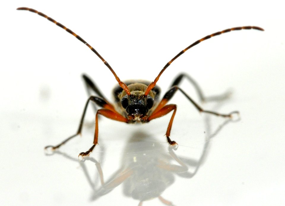 Grammoptera-ruficornis-10-fws