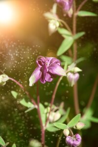 Bloom violet flora photo