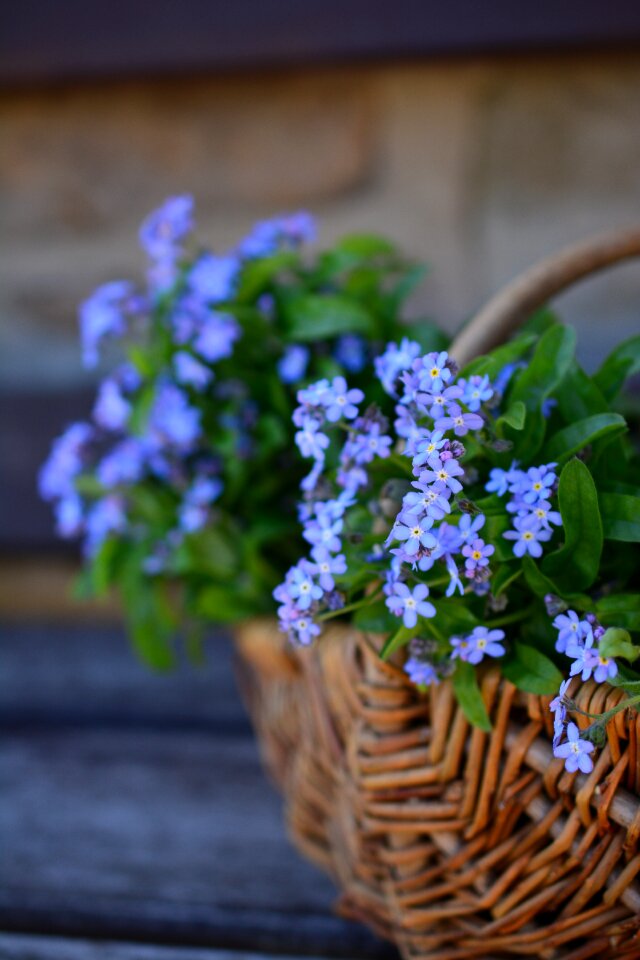 Spring myosotis floral arrangement