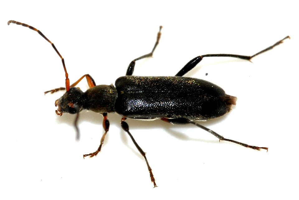Grammoptera-ruficornis-07-fws