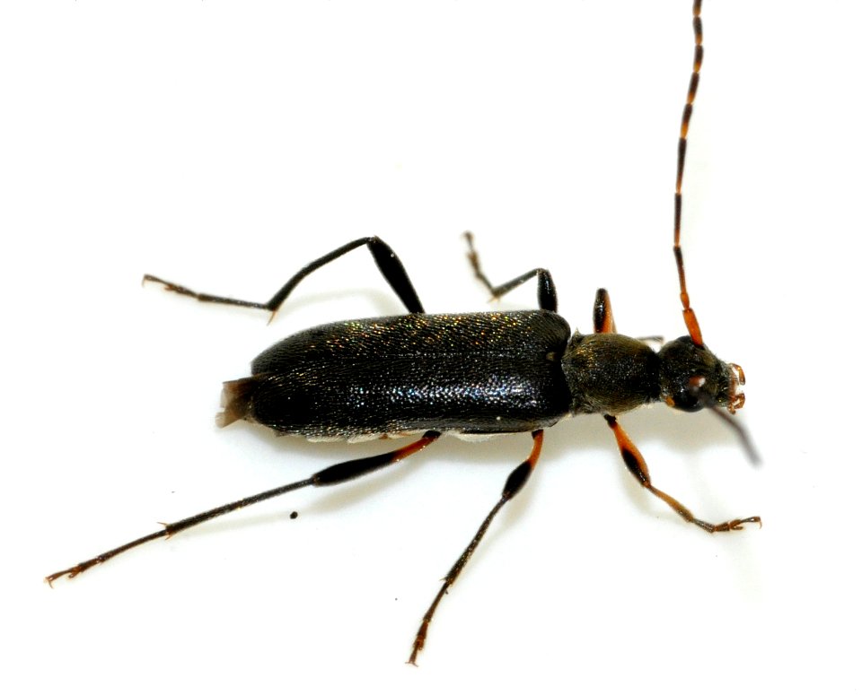 Grammoptera-ruficornis-08-fws