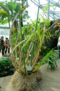 Grammatophyllum speciosum - Shinjuku Gyo-en Greenhouse - Tokyo, Japan - DSC05742