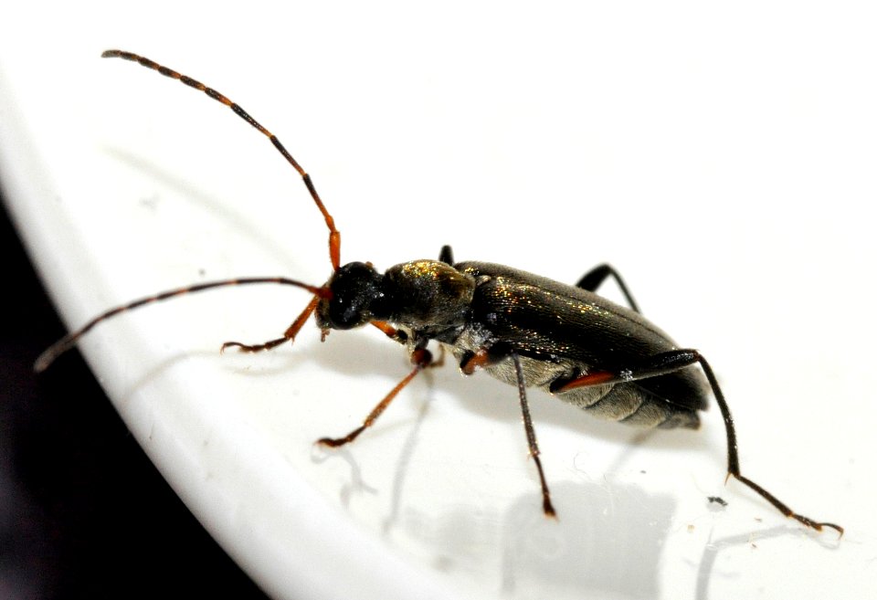 Grammoptera-ruficornis-12-fws