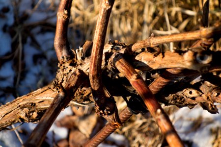 Graft union on vines in Lysekil 4 photo