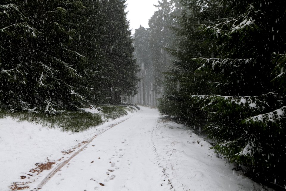 Graupel in Taunus forest Oberstedten 2021-04-06 08