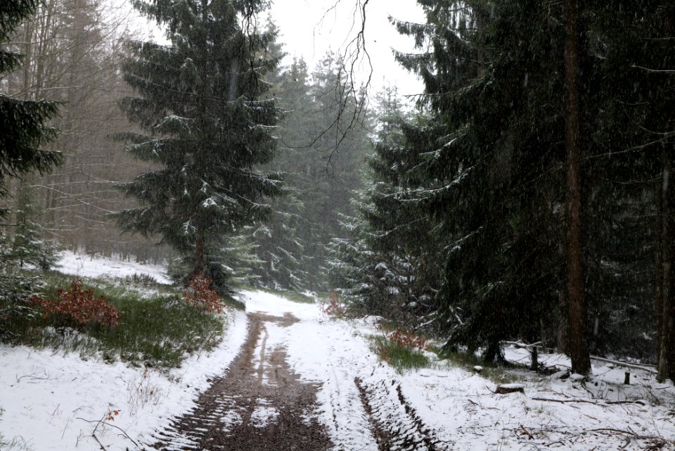 Graupel in Taunus forest Oberstedten 2021-04-06 05