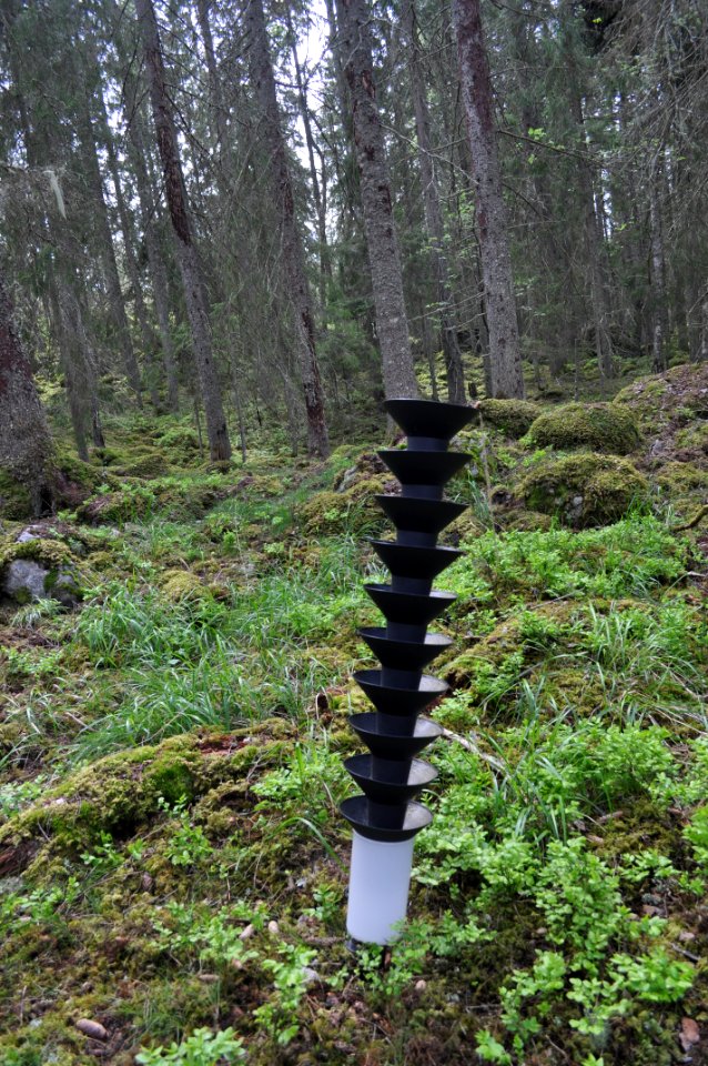 Granbarkborre fångst - Hvalstaskogen