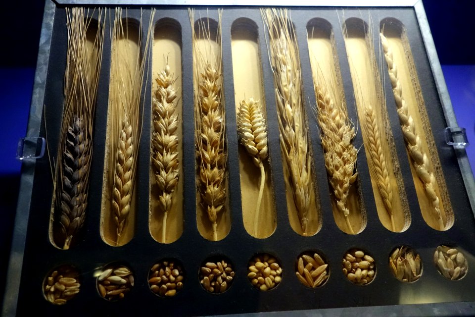 Grain Sample Display, 1924 - Glenbow Museum - DSC01110
