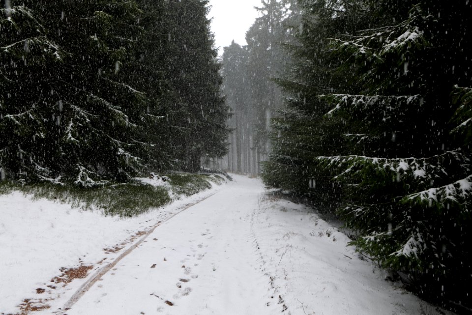 Graupel in Taunus forest Oberstedten 2021-04-06 07