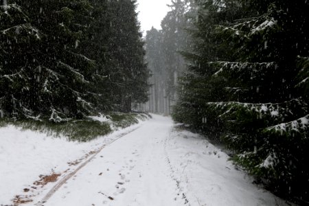 Graupel in Taunus forest Oberstedten 2021-04-06 07