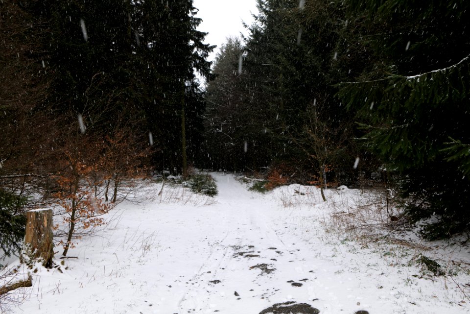 Graupel in Taunus forest Oberstedten 2021-04-06 01