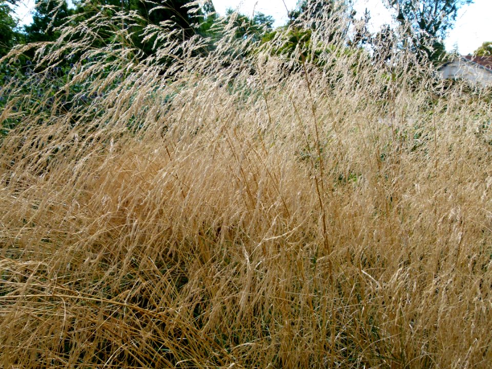 Graminées inconnues parc floral