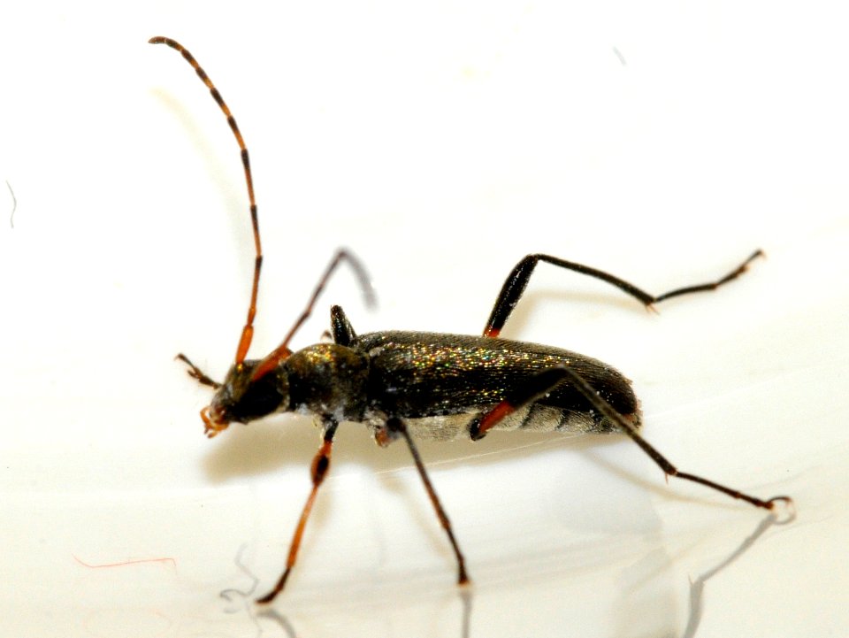 Grammoptera-ruficornis-04-fws