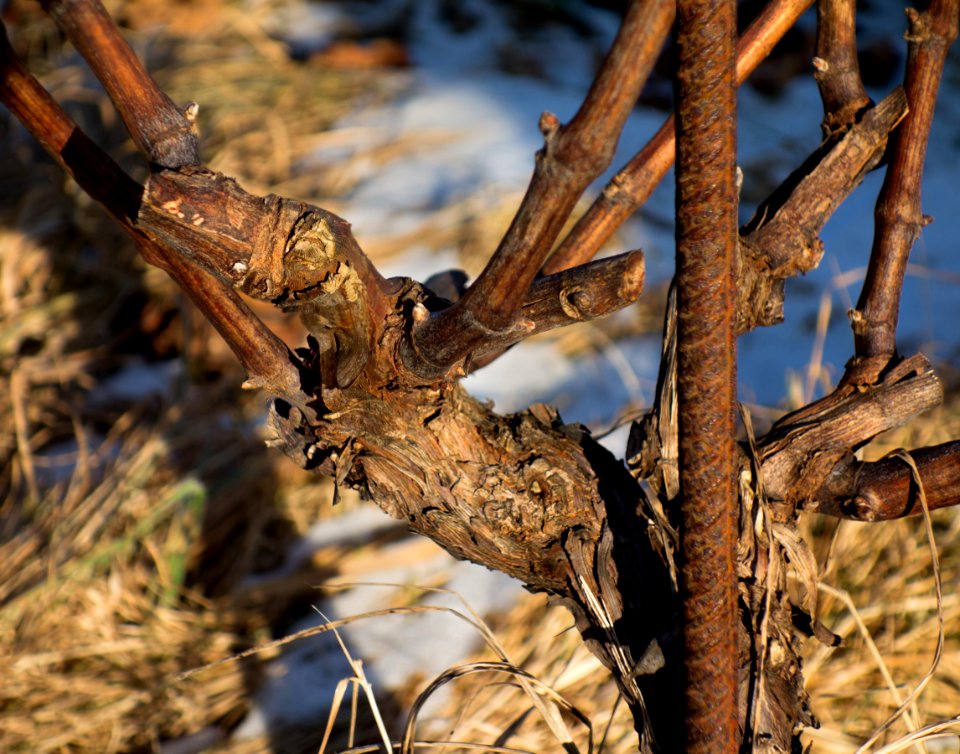 Graft union on vines in Lysekil 1