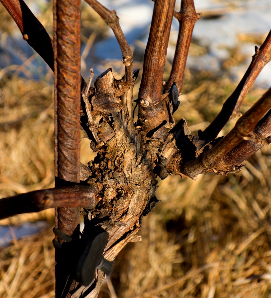 Graft union on vines in Lysekil 3 photo