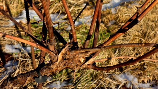 Graft union on vines in Lysekil 2 photo