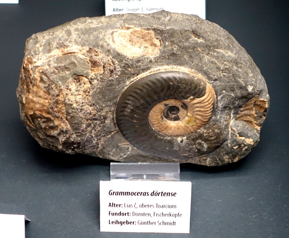 Grammoceras doertense - Naturhistorisches Museum, Braunschweig, Germany - DSC05143