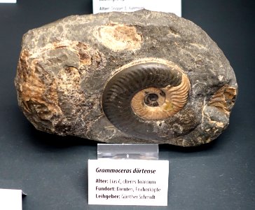 Grammoceras doertense - Naturhistorisches Museum, Braunschweig, Germany - DSC05143