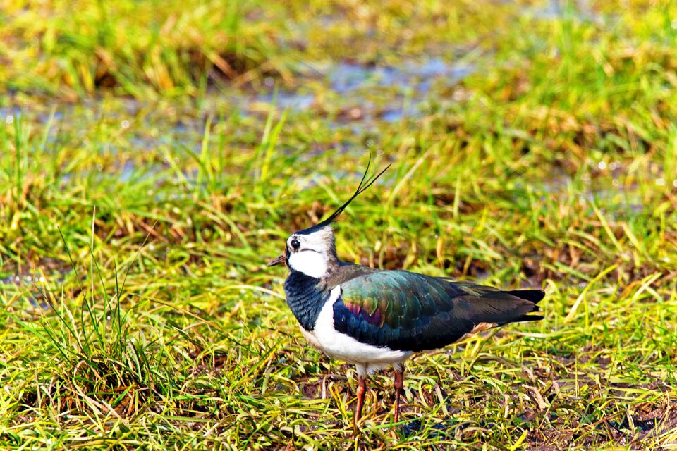 Animal limicoline meadow birds