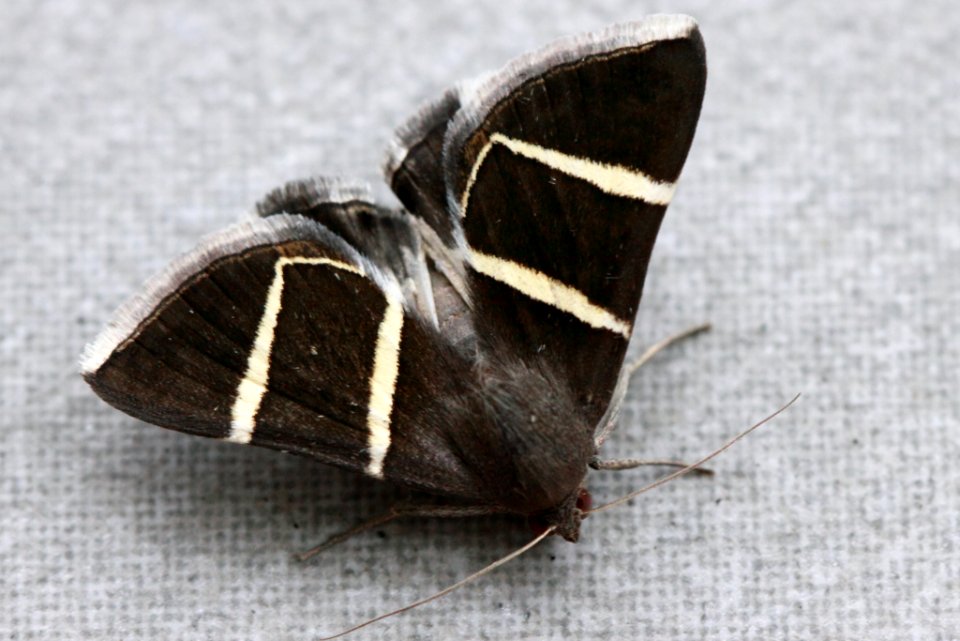 Grammodes justa 79612966