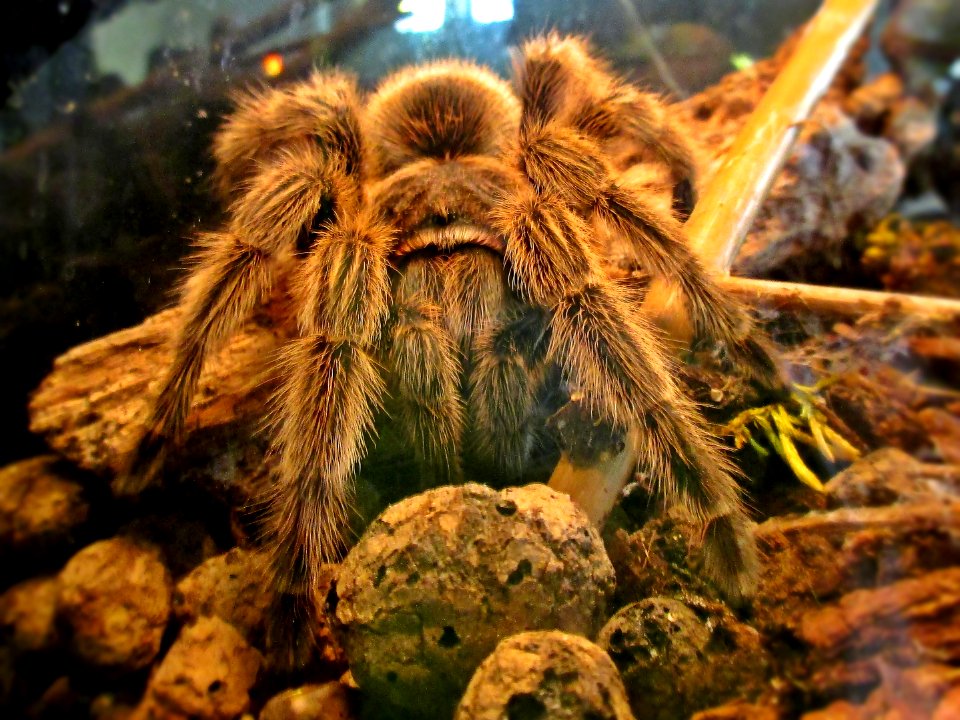 Grammostola rosea, (Chilean rose tarantula), Natuurmuseum Nijmegen, the Netherlands