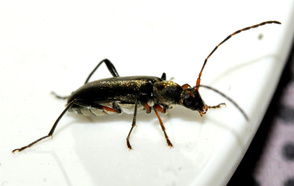Grammoptera-ruficornis-11-fws